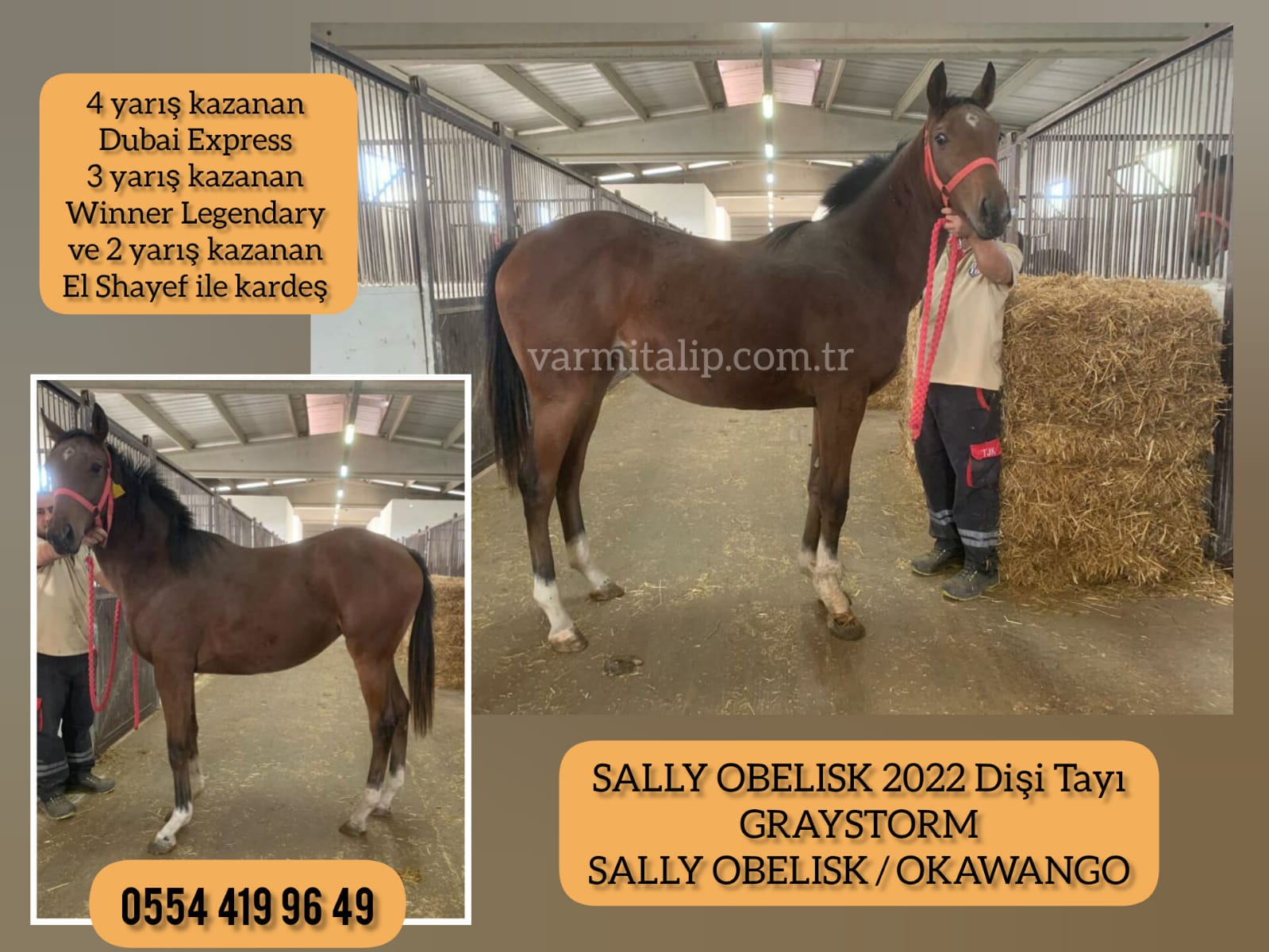 1,5 yş.GRAYSTORM DİŞİ TAYI ANNE:SALLY OBELISK 